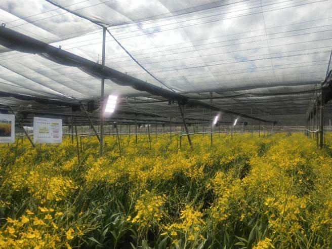 台中区农业改良场导入智能补光设备。（陈淑娥摄）