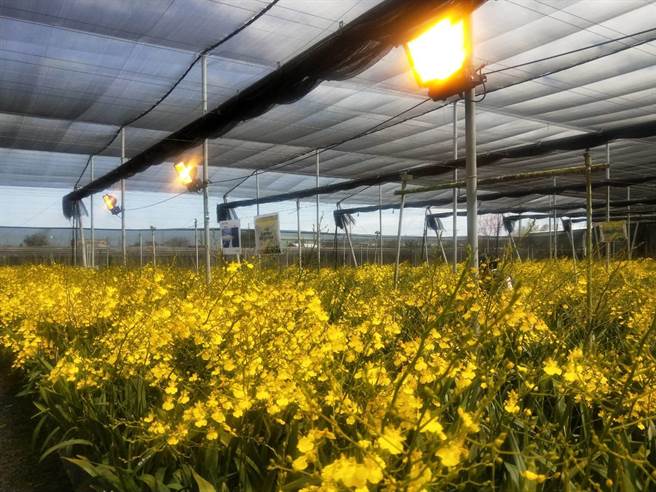 台中区农业改良场导入智能补光设备。（陈淑娥摄）