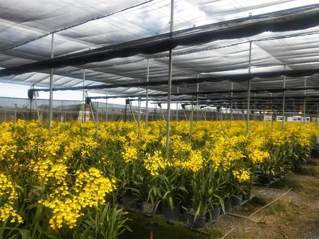 农友王天助种植的文心兰腹地约1.3公顷。（陈淑娥摄）