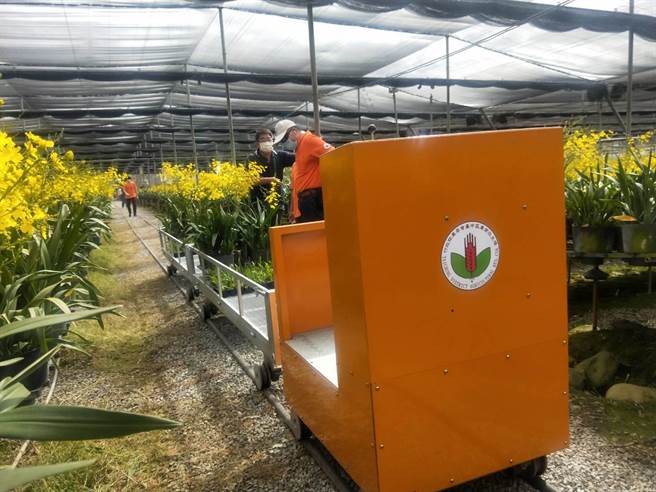 文心兰设施轨道式搬运设备可节省换盆作业及切花採收工时达10％。（陈淑娥摄）