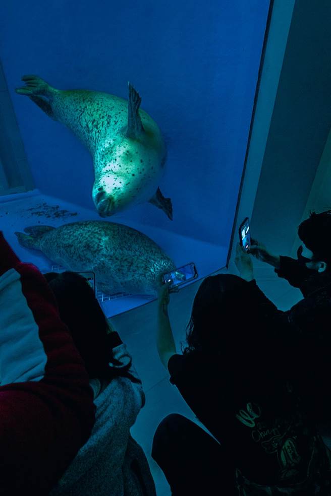 不符合国际最低标准的海豹缸内，最多同时展示三只斑海豹。（台湾动物平权促进会提供／李柏澔台北传真）