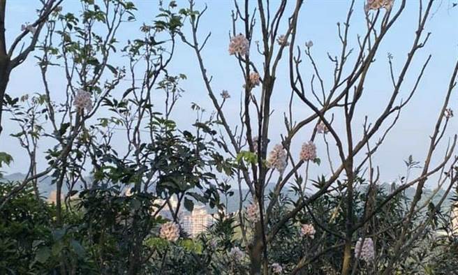 左化鹏》濒临绝种的「南国宝树」。(作者提供)