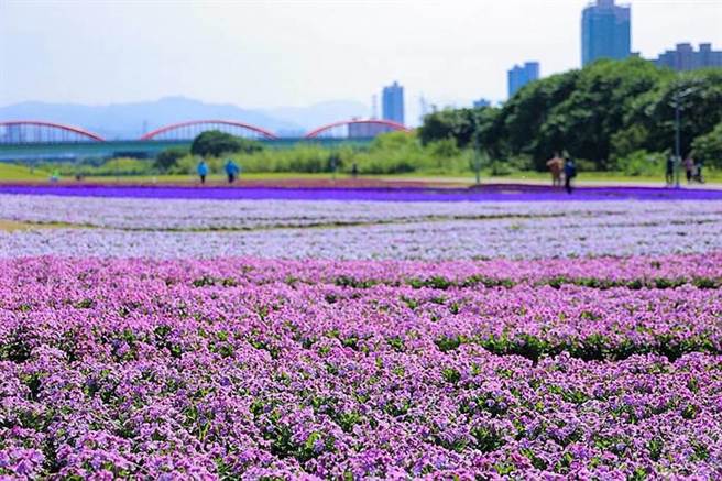 春天来了百花盛开，民眾若经过新店溪畔古亭河滨公园将可以发现「紫爆」现场，这是北市水利处在古亭河滨公园布置的紫色花海。（旅游经提供）