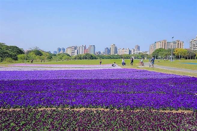 春天来了百花盛开，民眾若经过新店溪畔古亭河滨公园将可以发现「紫爆」现场，这是北市水利处在古亭河滨公园布置的紫色花海。（旅游经提供）
