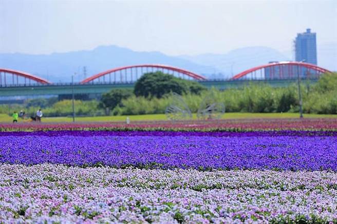 春天来了百花盛开，民眾若经过新店溪畔古亭河滨公园将可以发现「紫爆」现场，这是北市水利处在古亭河滨公园布置的紫色花海。（旅游经提供）