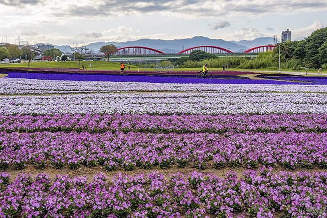 春天来了百花盛开，民眾若经过新店溪畔古亭河滨公园将可以发现「紫爆」现场，这是北市水利处在古亭河滨公园布置的紫色花海。（旅游经提供）
