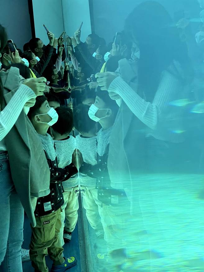 幾乎所有展示區都沒有拉開遊客的水缸的距離，孩子拍打玻璃的聲音也造成海洋生物的緊繃。（台灣動物平權促進會提供／李柏澔台北傳真）