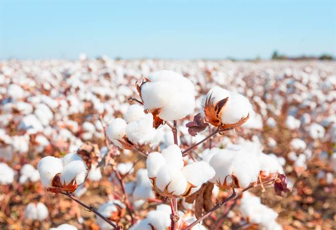 澳洲棉花豐收沒陸1億市場農民狂找替代方案 財經 中時新聞網