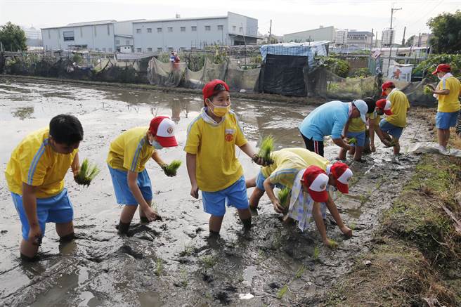 推動食農教育，大里農會23日舉行「作伙插秧趣」活動，大里國小的小朋友們，實際下田，體驗插秧的辛苦。（大里農會提供／黃國峰台中傳真）