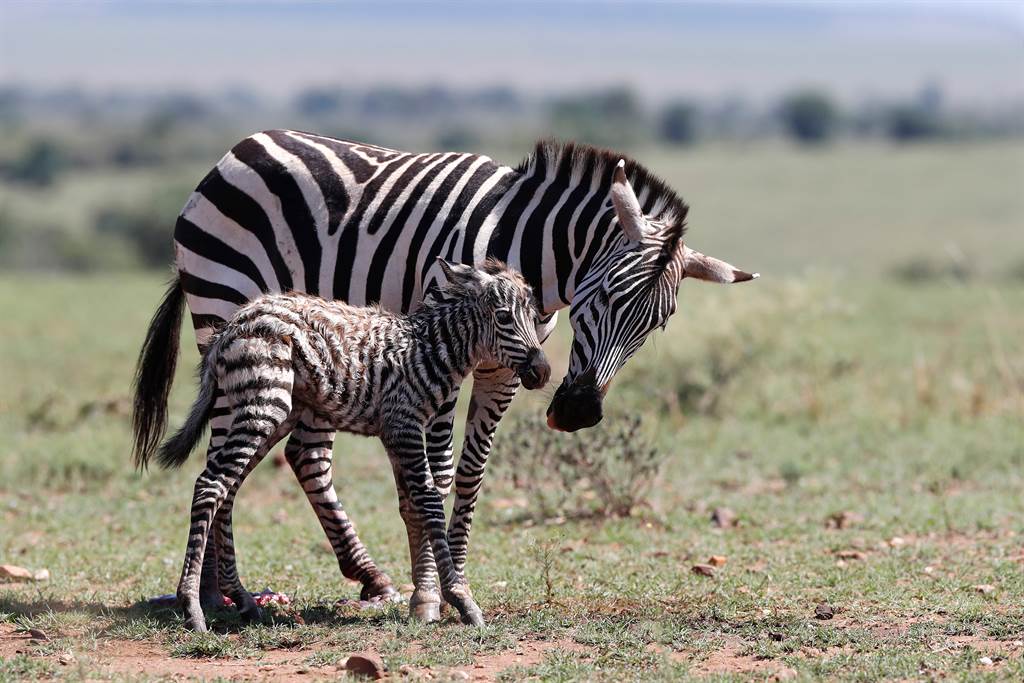 肯亚一只新生的小斑马才刚学会站立不久，就马上被狮子盯上，不幸成为猎物。 (示意图/达志影像)