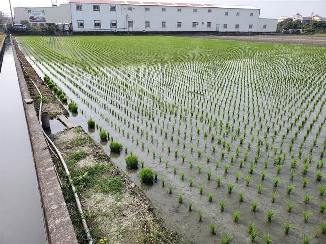 云林县大多已插秧完毕，下一波需水期是稻穗灌浆期。（周丽兰摄）