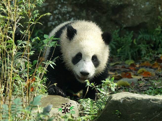 圓寶已經8個月大，體重也突破19公斤了！(圖/臺北市立動物園提供)