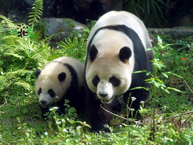 媽媽圓圓對圓寶採取「佛系」管理方式。(圖/臺北市立動物園提供)