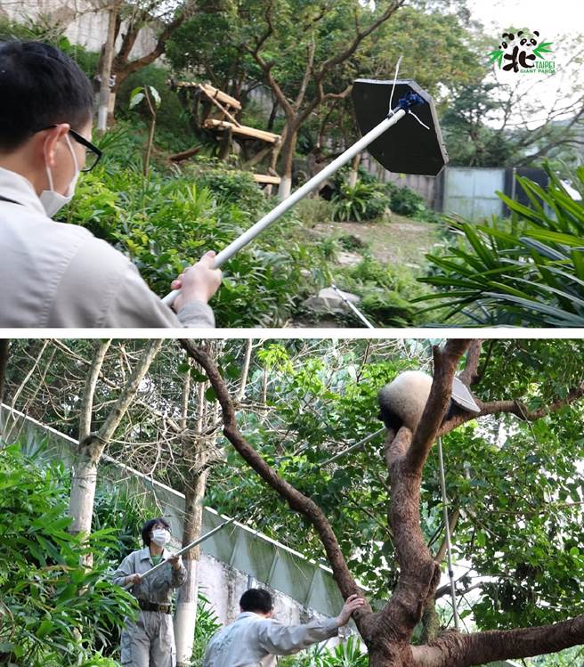 圓寶每次都玩到不想回家，保育員就必須使出大絕招來請牠下樹。(圖/臺北市立動物園提供)