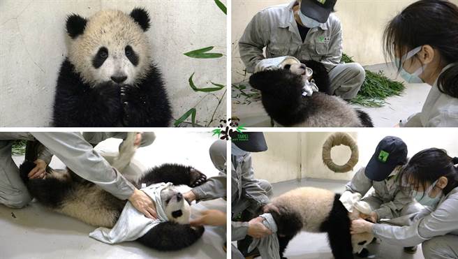 活動力旺盛的圓寶常常玩到全身都沾滿泥巴，被保育員笑說根本就是「髒髒寶」。(圖/臺北市立動物園提供)