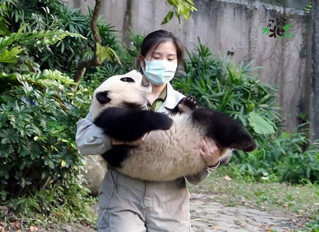 保育員抱著快要20公斤，還會不斷掙扎、扭動的圓寶，其實不是那麼輕鬆的事情！(圖/臺北市立動物園提供)