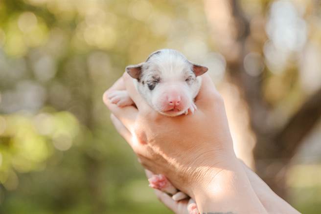 边境牧羊犬示意图。（图／达志影像）