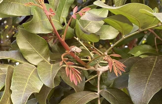 荔枝椿象会吸取树枝嫩叶的汁液，造成龙眼、荔枝嫩枝枯萎，果实产量减少。（苗栗县政府提供／巫静婷苗栗传真）