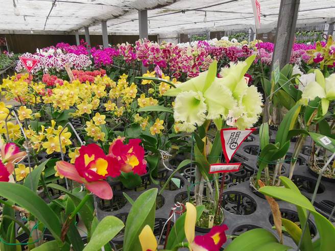 吴明坤表示，兰花品种眾多，希望多办展览让一般民眾认识台湾兰农培育出的多样兰花。（刘秀芬摄）