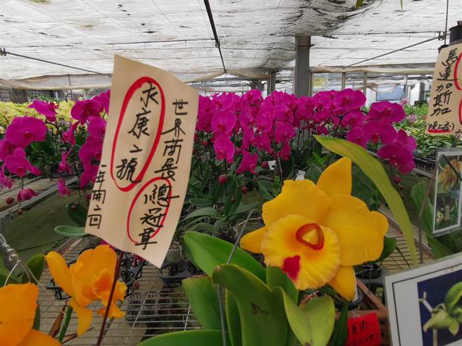 吴明坤表示，受疫情影响，原本外销一株好几千元的台湾少见兰花，民眾以数百元即可购得。（刘秀芬摄）