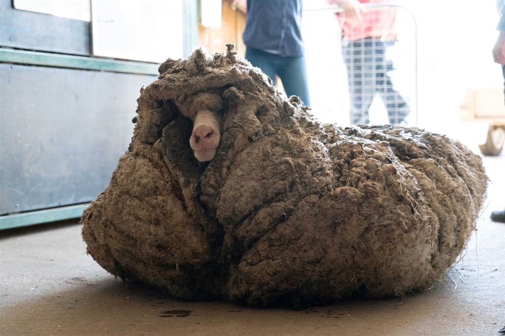 巴拉克「離家出走」5年，身上長了重達35.4公斤的羊毛。(圖/路透)