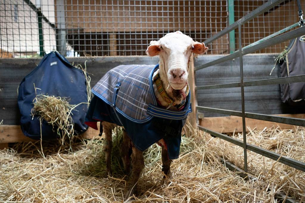 剪完羊毛的巴拉克變回原本清爽可愛的樣貌，被安置在庇護農場中。(圖/路透)