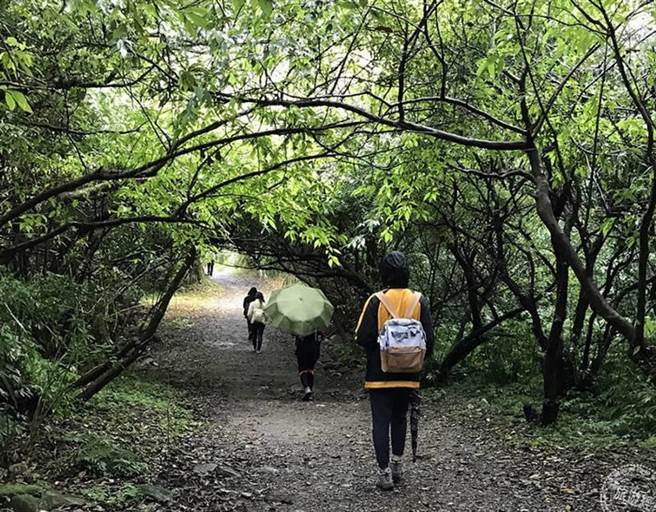 面天坪林间步道上放松慢行 一起打开五感来体验(图：阳管处提供)