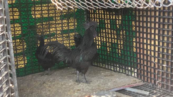 俗称「蓝宝坚尼鸡」的「西马尼乌鸡」，1只要价1万元起跳，没想到萧姓鸡农整笼20多只，被流浪狗咬死，让鸡农损失惨重。（民眾提供／黄立杰南投传真）