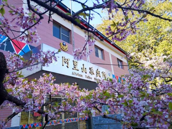 雄獅旅遊在櫻花季期間和林務局合作規劃「蒸汽火車櫻花季獨包」旅遊模式。（雄獅提供）