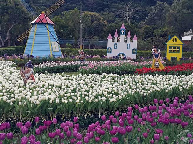 荷兰村的郁金香世界（摄影：洪书瑱）