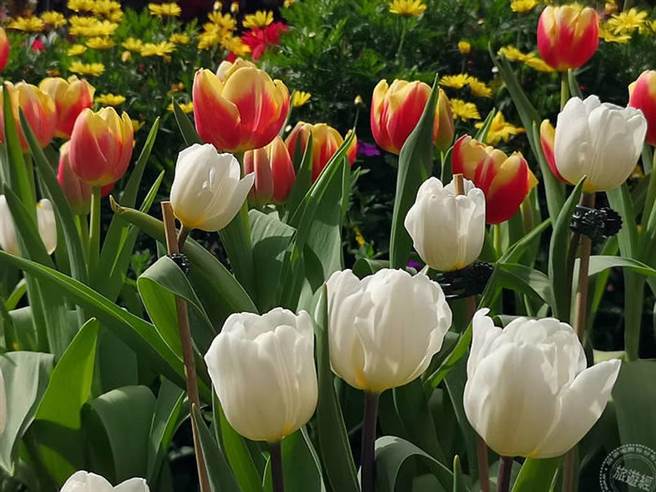 不同花色品种郁金香（摄影：洪书瑱）