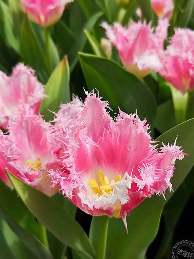 不同花色品种郁金香（摄影：洪书瑱）