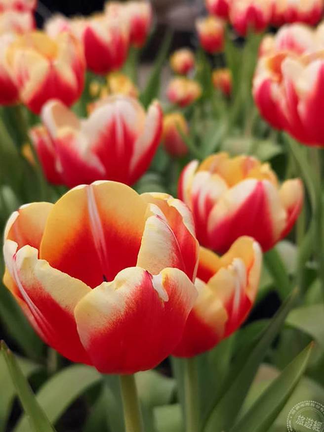 不同花色品种郁金香（摄影：洪书瑱）