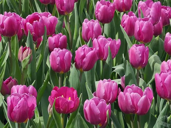 不同花色品种郁金香（摄影：洪书瑱）