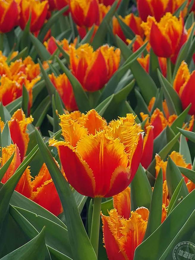 不同花色品种郁金香（摄影：洪书瑱）