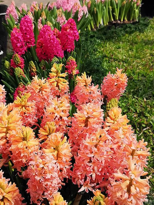 风信子（摄影：洪书瑱）