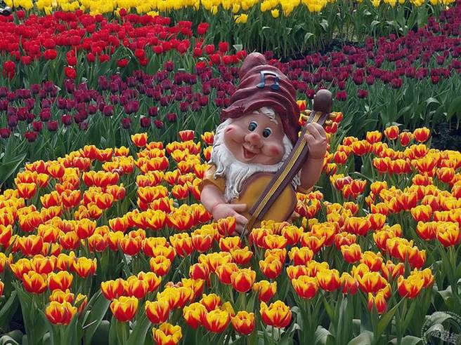 士林官邸郁金香展开展 11万株花海展异国风情（摄影：洪书瑱）