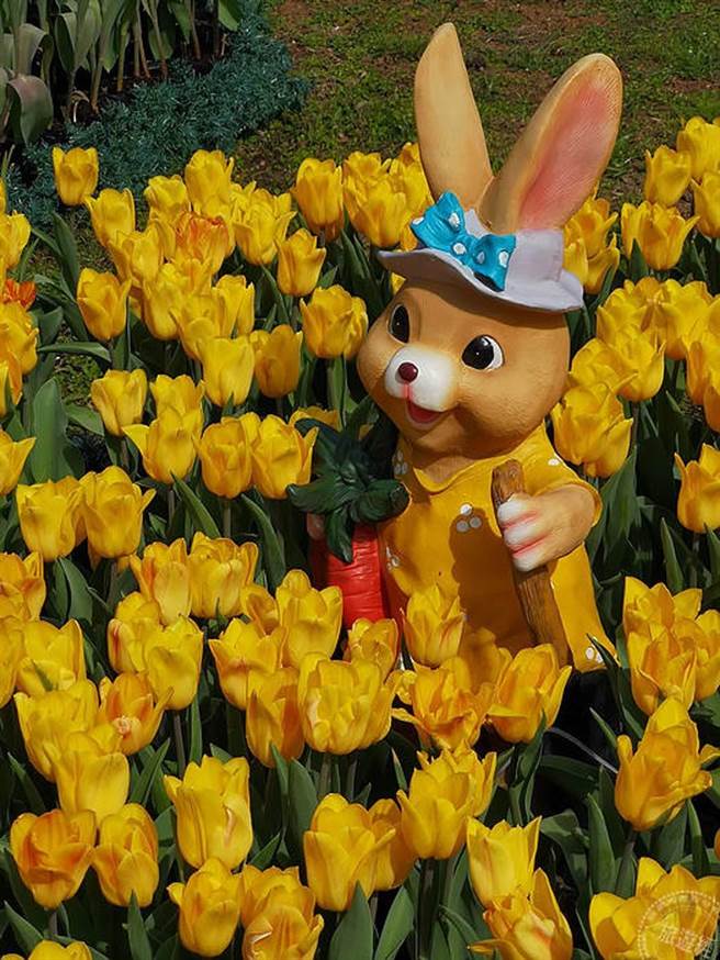 士林官邸郁金香展开展 11万株花海展异国风情（摄影：洪书瑱）