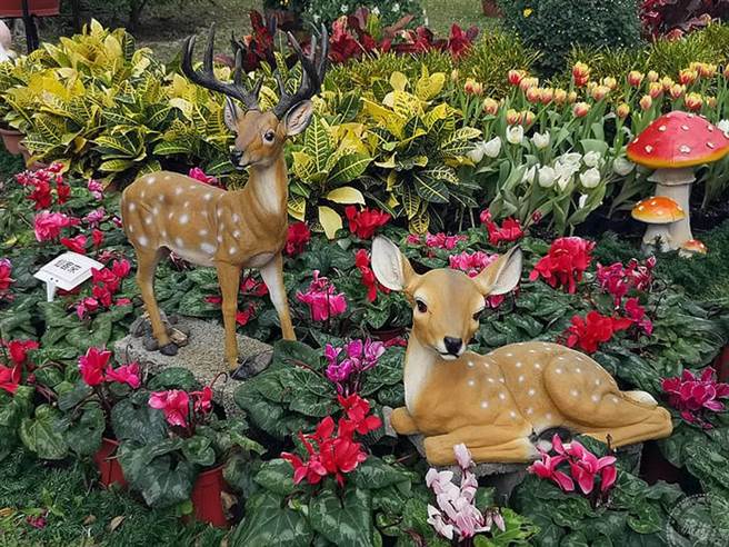 士林官邸郁金香展开展 11万株花海展异国风情（摄影：洪书瑱）