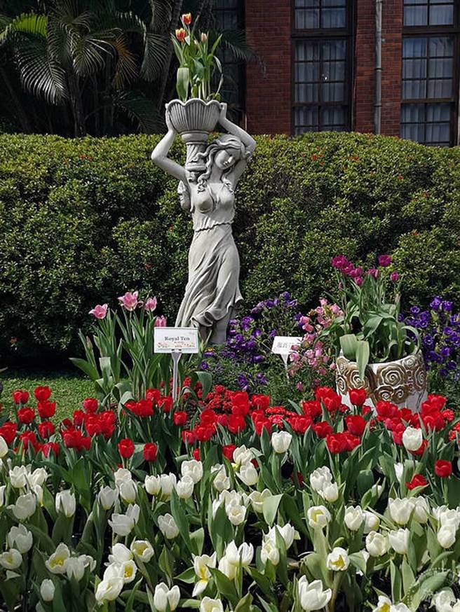 士林官邸郁金香展开展 11万株花海展异国风情（摄影：洪书瑱）