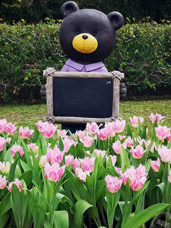 士林官邸郁金香展开展 11万株花海展异国风情（摄影：洪书瑱）