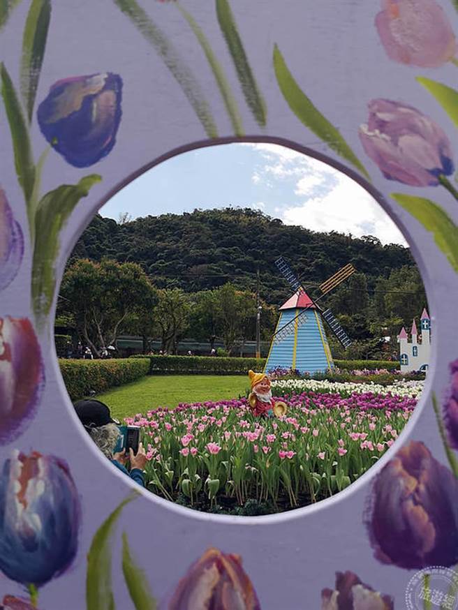 士林官邸郁金香展开展 11万株花海展异国风情（摄影：洪书瑱）