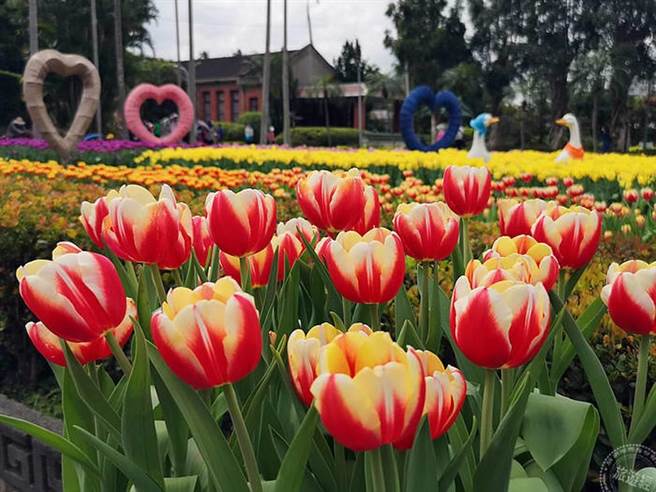 士林官邸郁金香展开展 11万株花海展异国风情（摄影：洪书瑱）