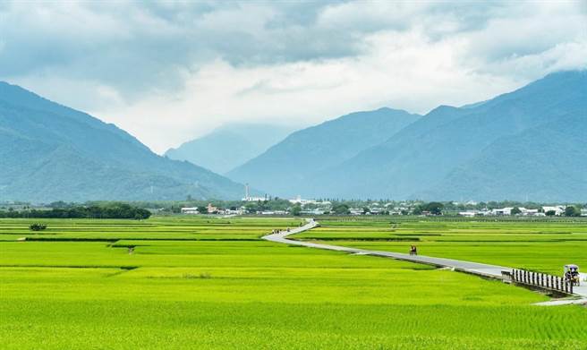 全台水情吃紧，西部稻作休耕，台东米价1台斤涨1元。（台东县政府提供／蔡旻妤台东传真）