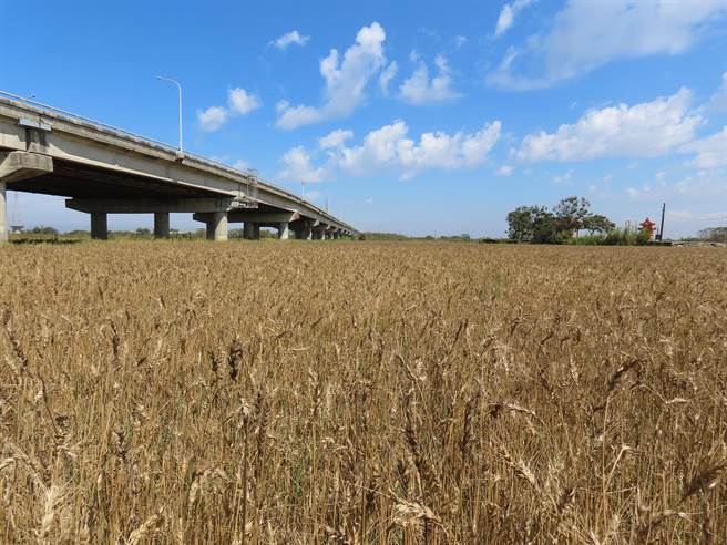 台南市学甲区目前种植小麦总面积约180公顷，是全台重要产区之一，每年2月下旬到3月底是採收期，今年受到鸟害影响，产量预计减少约2成左右。（庄曜聪摄）