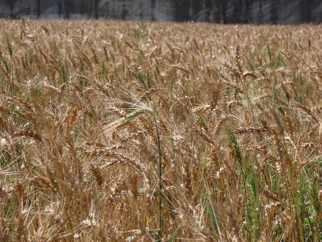 台南市学甲区目前种植小麦总面积约180公顷，是全台重要产区之一，每年2月下旬到3月底是採收期，成熟时金黄色麦浪随风摇曳，景色宜人。（庄曜聪摄）