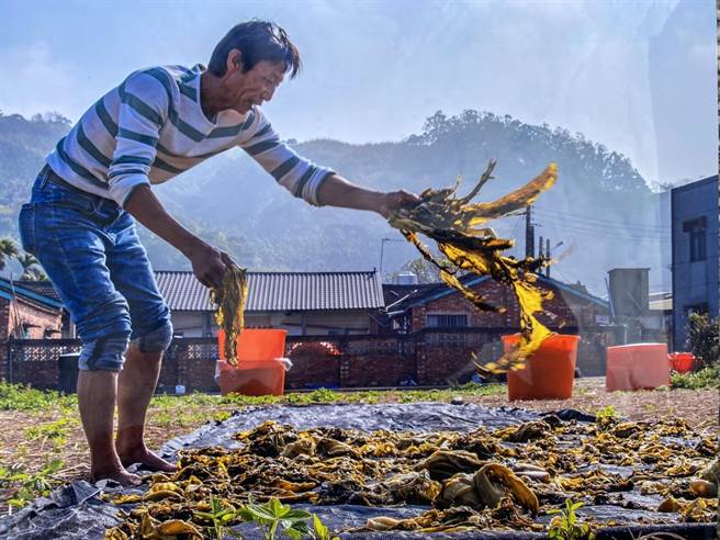 公馆乡农会办理「第一届客家福菜暨农村意象创新摄影比赛」，选出特优5名，苗栗市王晓婷拿下特优佳绩。（公馆乡农会提供／何冠娴苗栗传真）