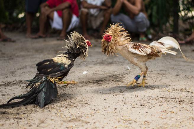 印度一名男子本周围观斗鸡比赛时，竟意外被鸡身上的刀片刺死。(示意图／达志影像)