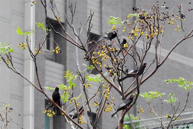 大台北赏鸟生态月将至 北市野鸟学会邀您走入双北秘径关心自然。（台北鸟会提供／吴康玮台北传真