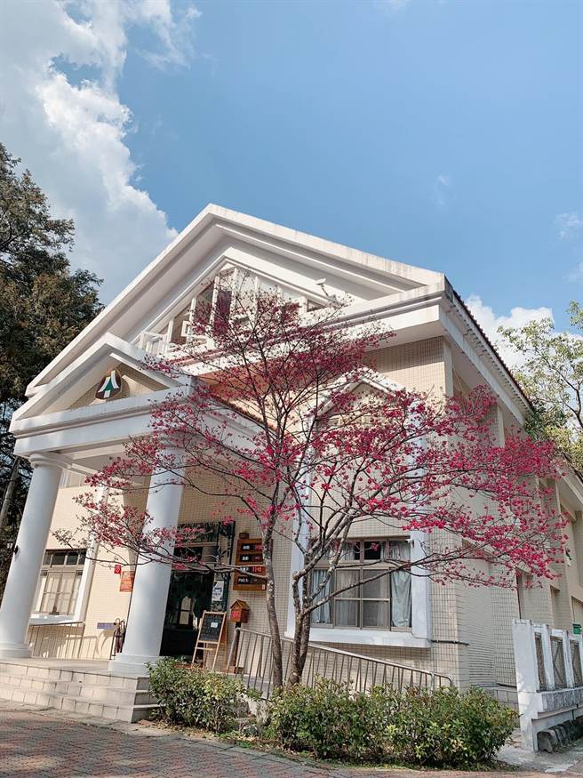 八仙山國家森林遊樂區正值櫻花盛放。（東勢林管處提供／陳淑娥台中傳真）